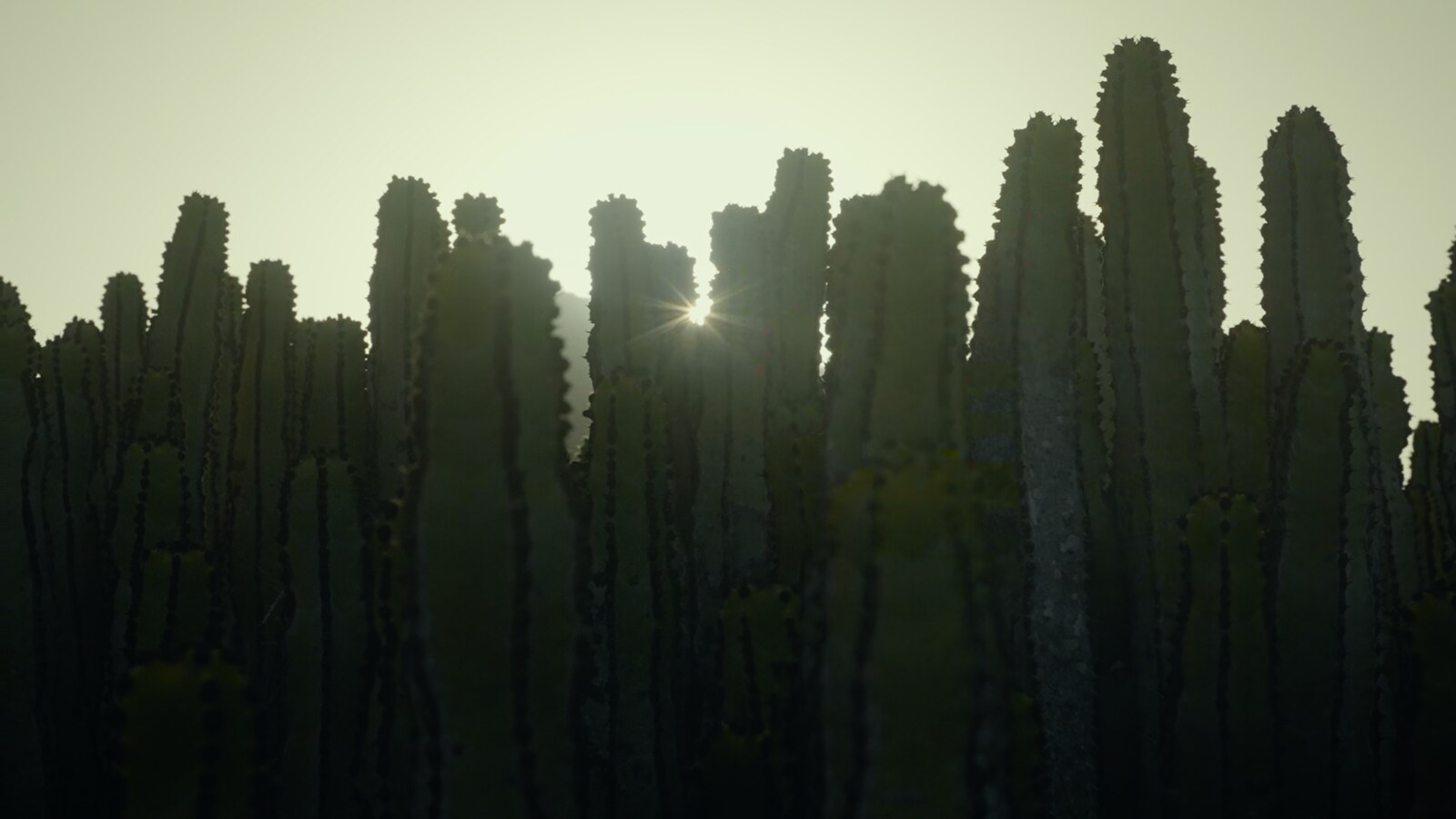 Cypress at sunset